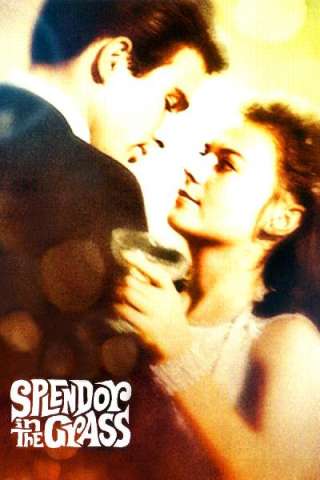 Splendore nell'erba (1961) streaming