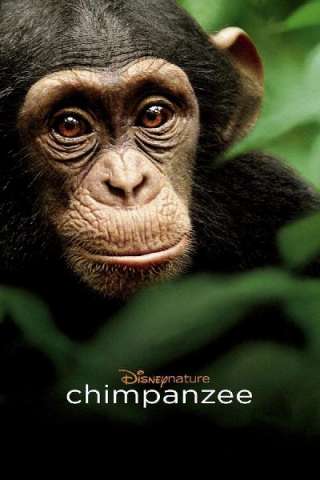 Chimpanzee (2012) streaming