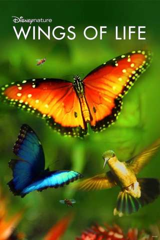 Wings of Life (2011) streaming