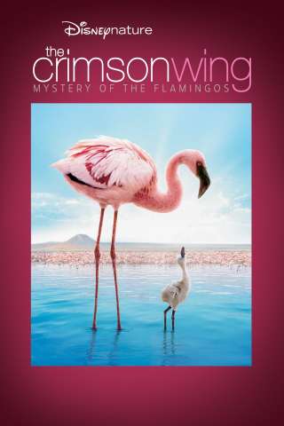 Il mistero dei fenicotteri rosa (2008) streaming