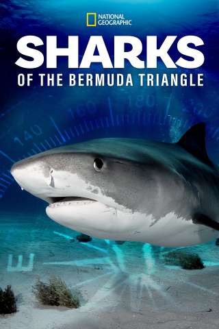 Sharks of the Bermuda Triangle (2020) streaming