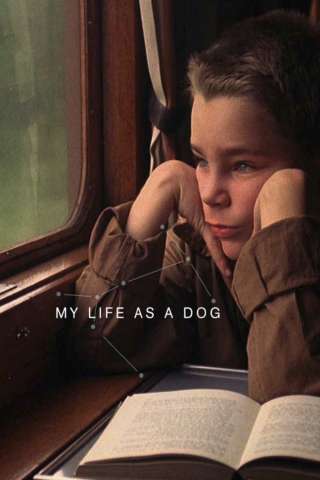 La mia vita a quattro zampe (1985) streaming