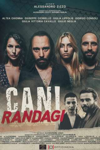 Cani randagi (2023) streaming